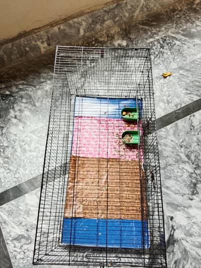 cage parriot