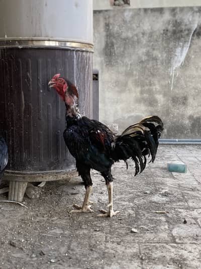 Pakistani trio set for sale or heera white pair for sale