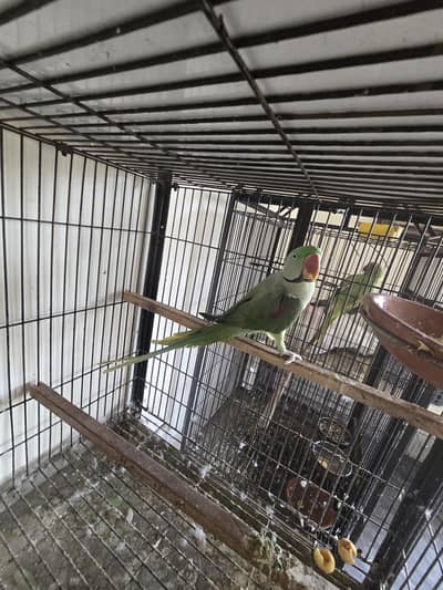 Male & Female but not pair Female full hand tammed no bite /talking