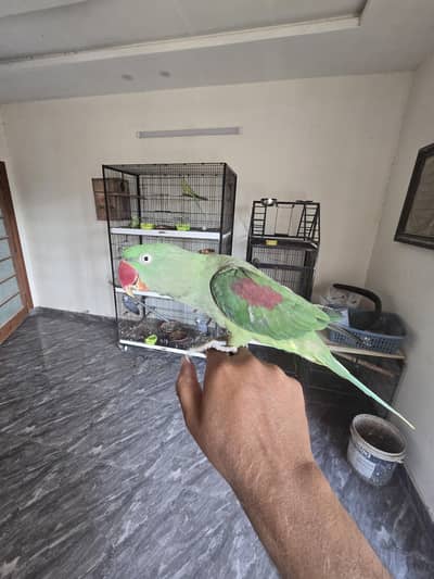 breeder Female  hand tamed no bite
