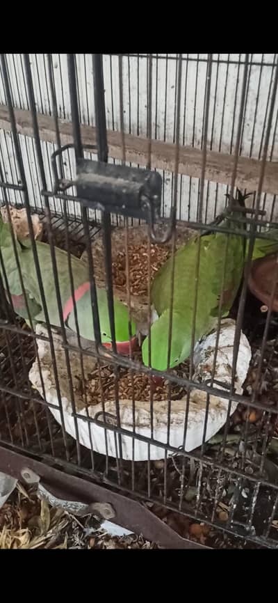 raw parrot breeding parrot