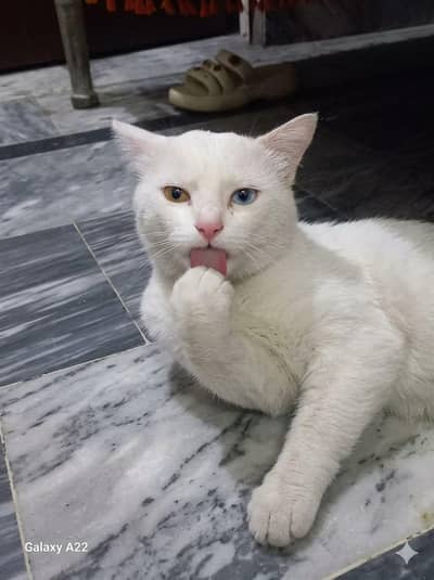 male cat