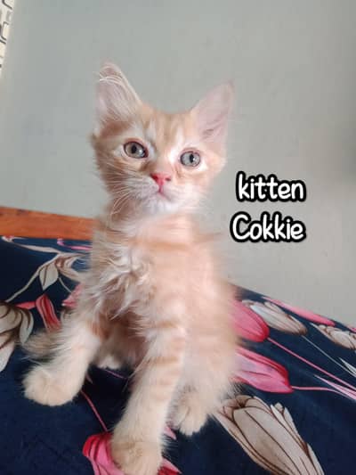 kittens for sale