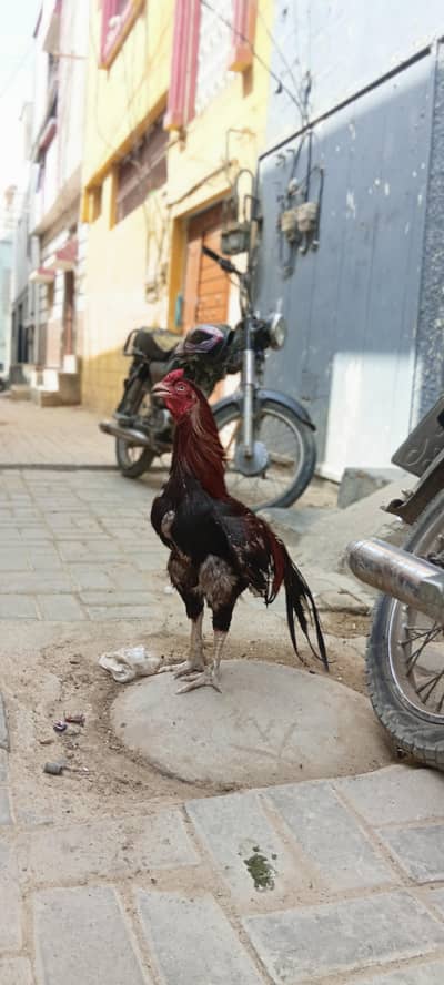 KING lakha age 3 5 ha  breeder ha num 03333036118