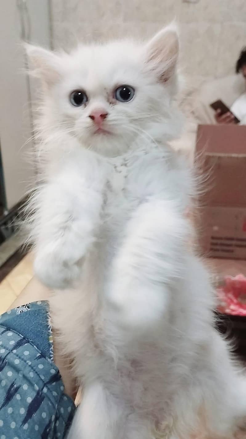 russian kitten healthy and active with 45 days only 2