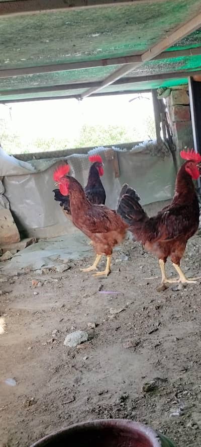 rir male / road island red male foresale per pic 1500