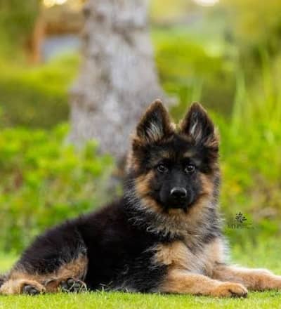 German Shepherd puppies 93@330*540*6115