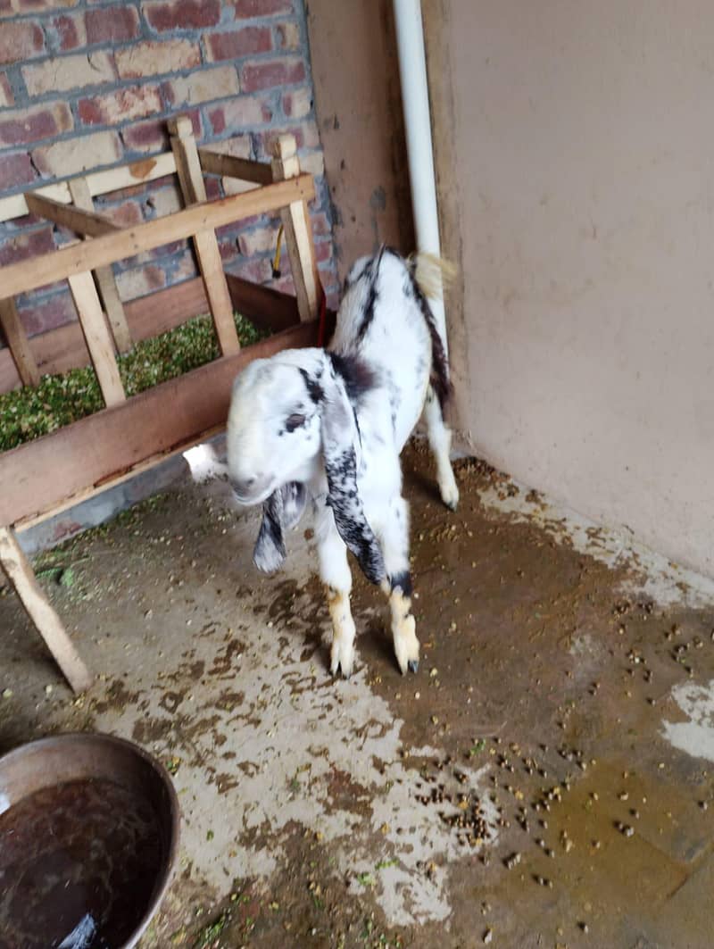 bakra 0