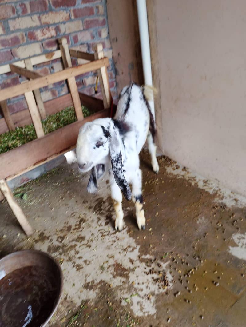bakra 1