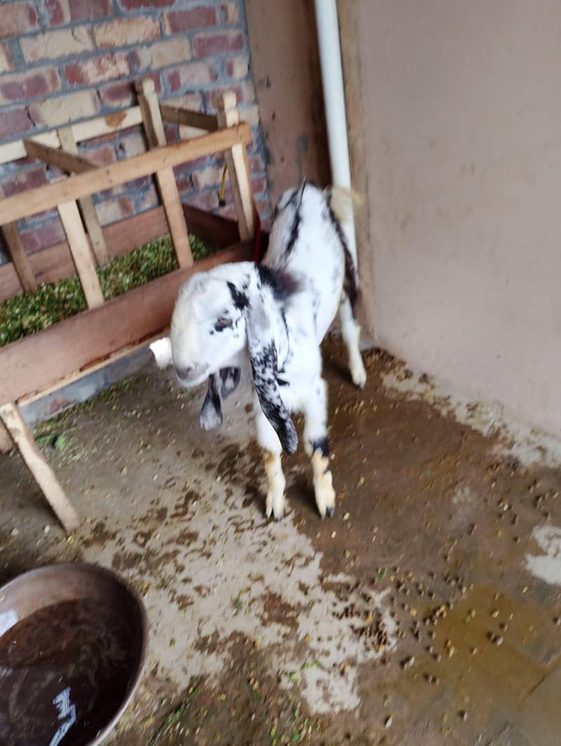 bakra 2