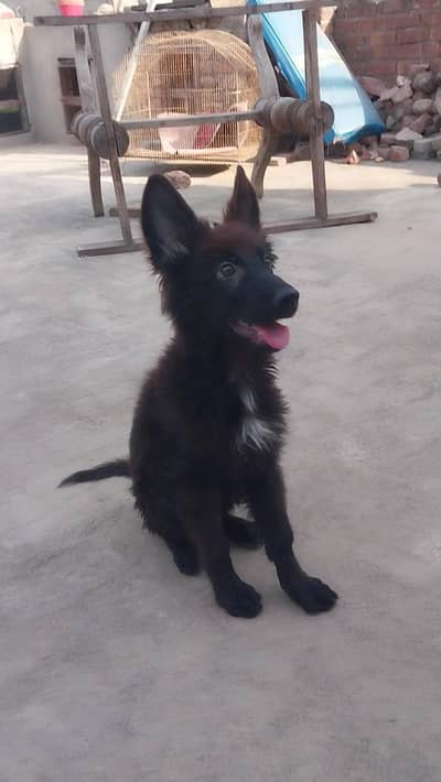German shepherd