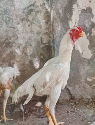 white o shamo