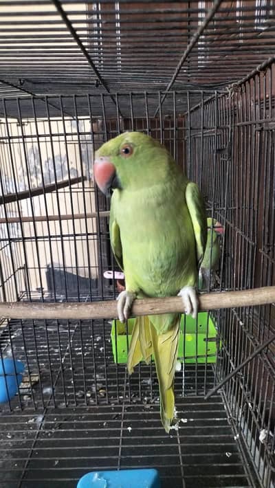 cage / partition cage
