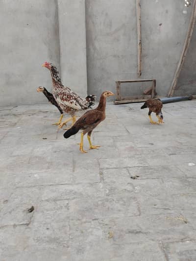 Aseel female with 9 chicks Full healthy