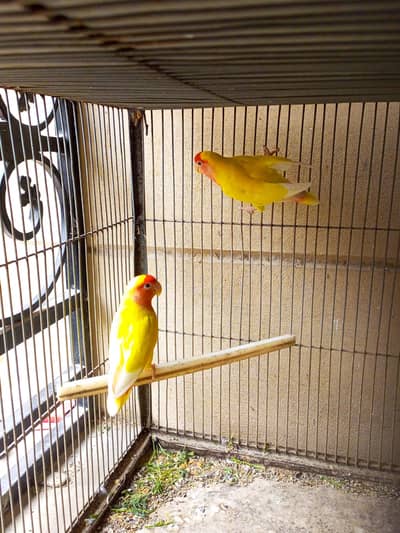 Lutino breeder pair and love birds chicks for handtame purpose