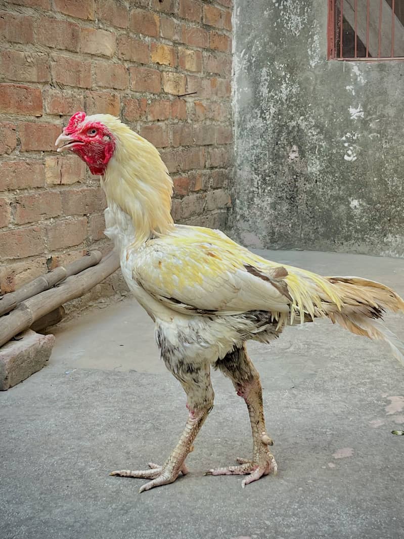 Pela java aseel murga ha 1