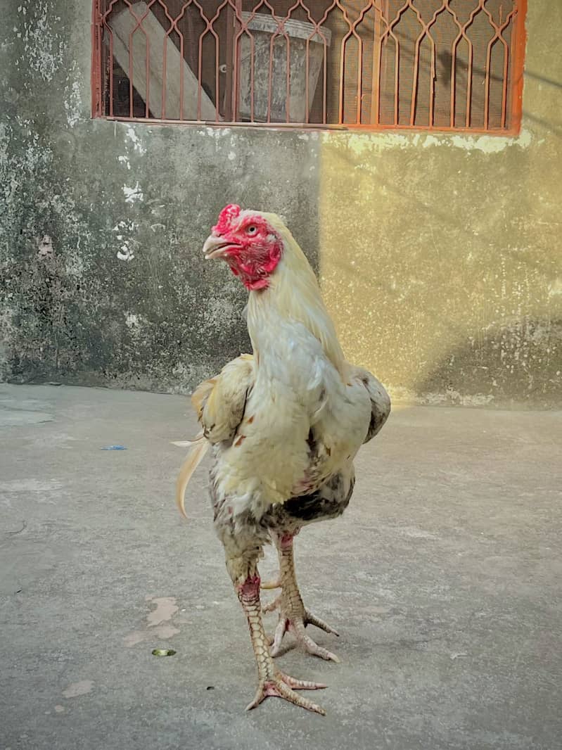 Pela java aseel murga ha 4