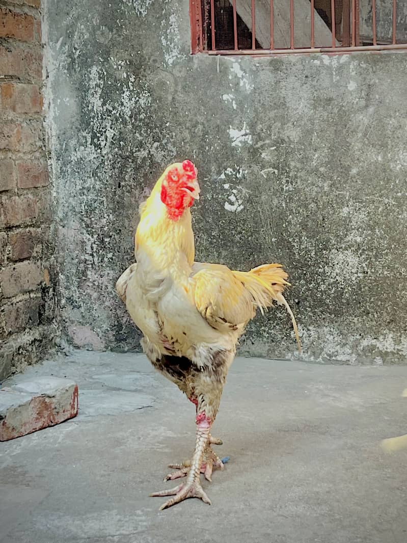 Pela java aseel murga ha 5