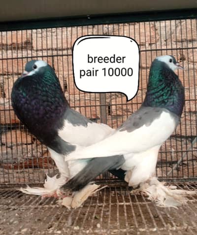 fancy pigeons/swallow/fantail/Jacobin/frillback/lahori sherazi/norwich