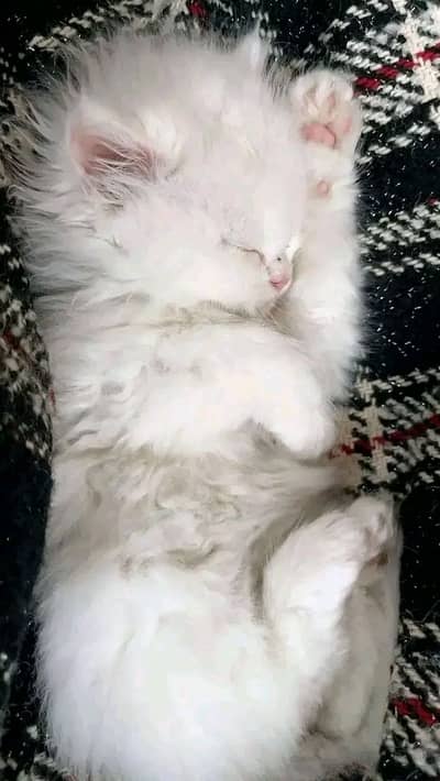 Cute Persian kittens available in Hyderabad
