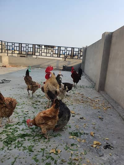 Egg laying Misri Hens for sale