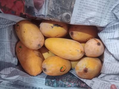 sindhri or Dosari mango available hai