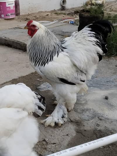 light Colombian Brahma chick