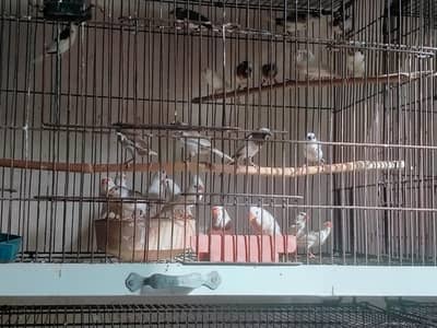 finches