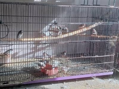 finches