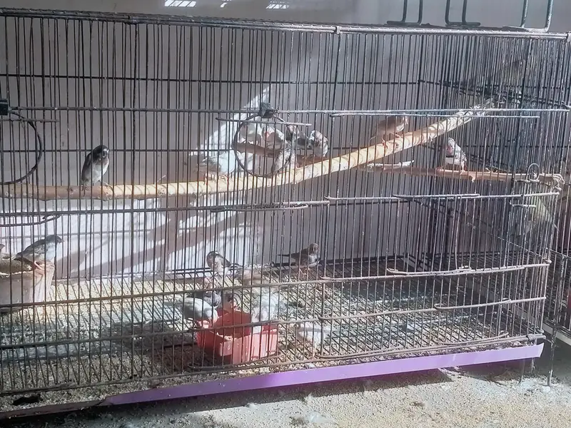 finches