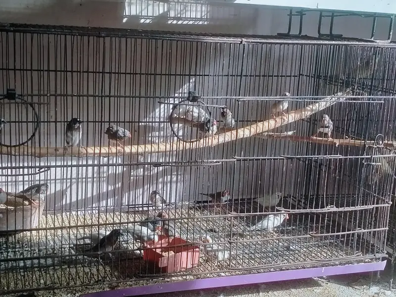finches — photo 2