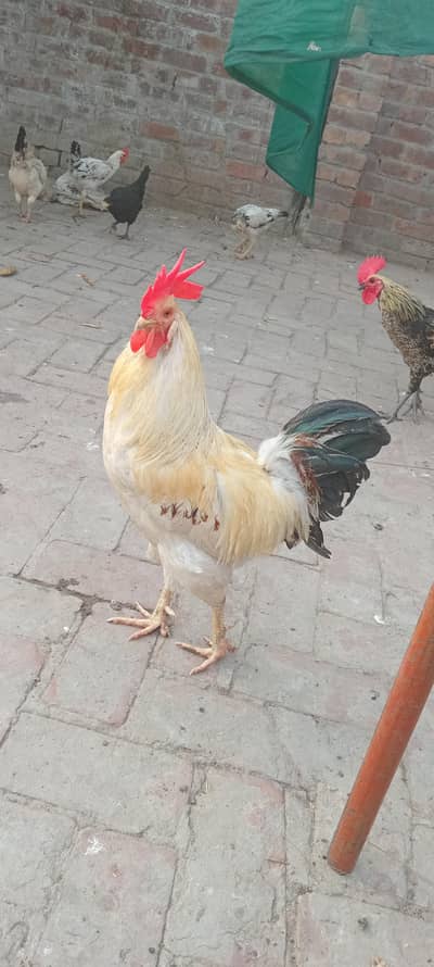 hen male