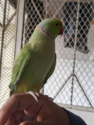 talking parrot+ keneri pair
