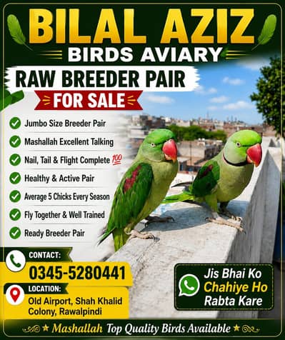 brdear hand tame pair