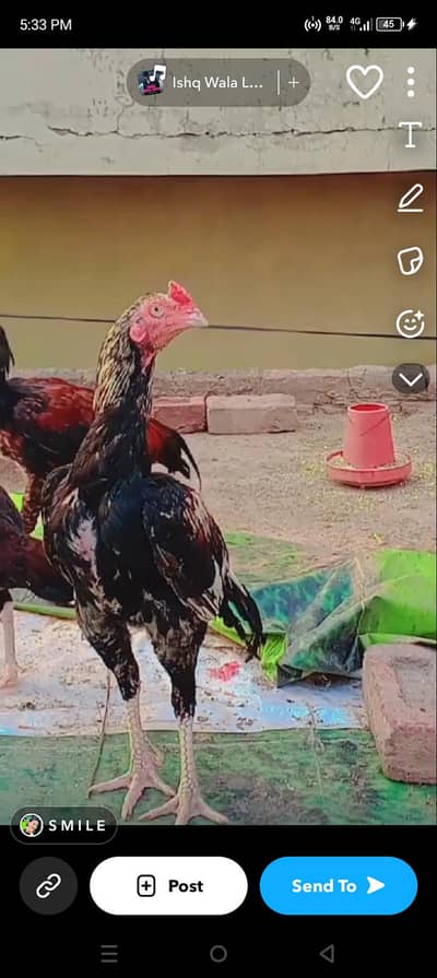 Bhai log apna or Mera time west ni Karna . 8k final rate Hy .