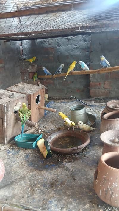 Love Birds and Cage gor sale