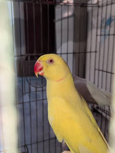 yellow and white parrot for sale in Lahore