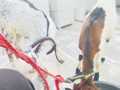 Do bakra bakri kamori cross nasal