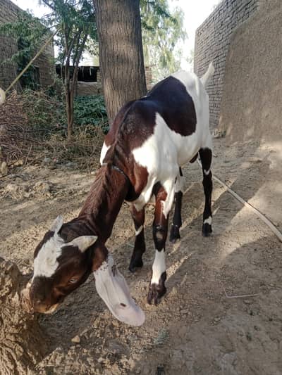 Healthy Bakra