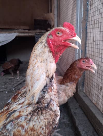 aseel murga with 4 hen and 2 chiks