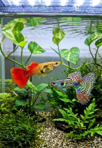 guppys in 100rs
