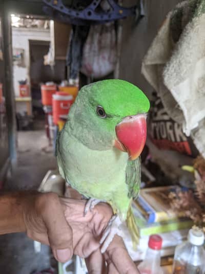 Raw parrot male baby handtame