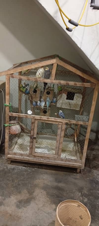 Budgies and cocktail with wooden cage