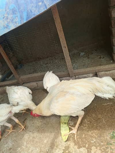 active and healthy Heera breed