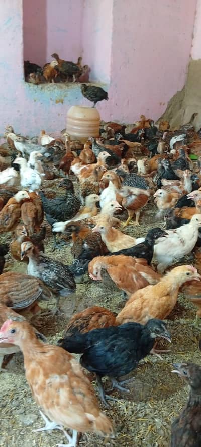 Golden misri chicks Day 40 ( Vaccinated )