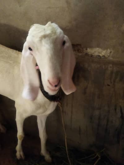 bakri for sell