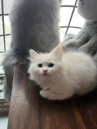Persian kitten white