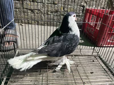 Breeder Male