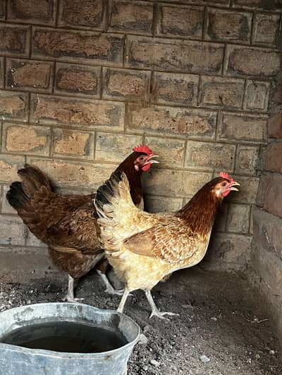 golden hen (egg laying) active and healthy