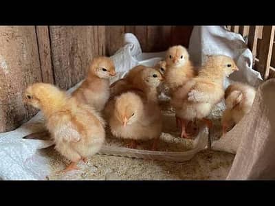 Golden Buff Chicks Healthy and Active